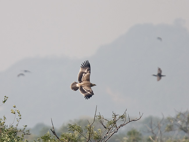 Juv-Imperial-eagle.jpg