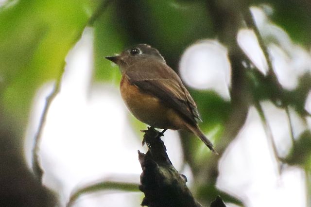 Ferruginous Flycatcher.jpg