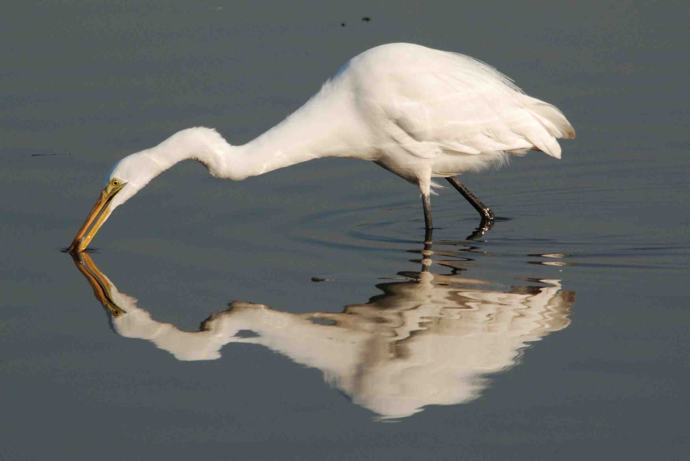 HKBWS-Egret.jpg