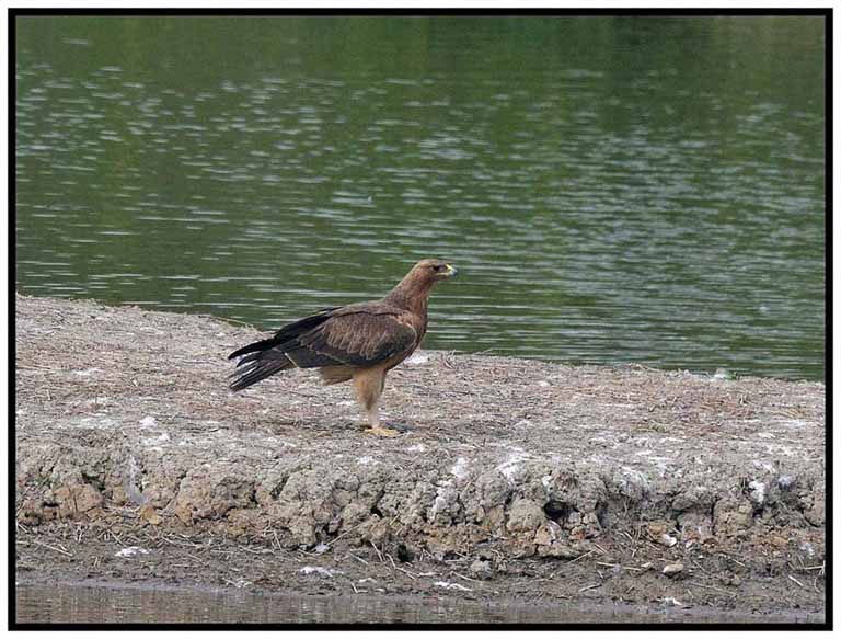 Bonelli's Eagle a.jpg