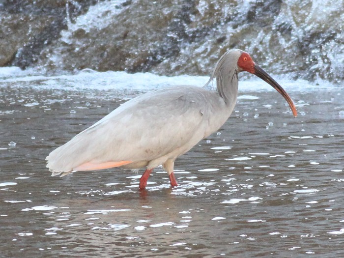 Crested Ibis 04.jpg