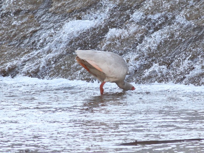 Crested Ibis 05.jpg