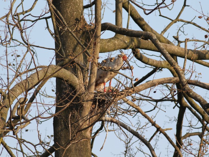 Crested Ibis 065.jpg