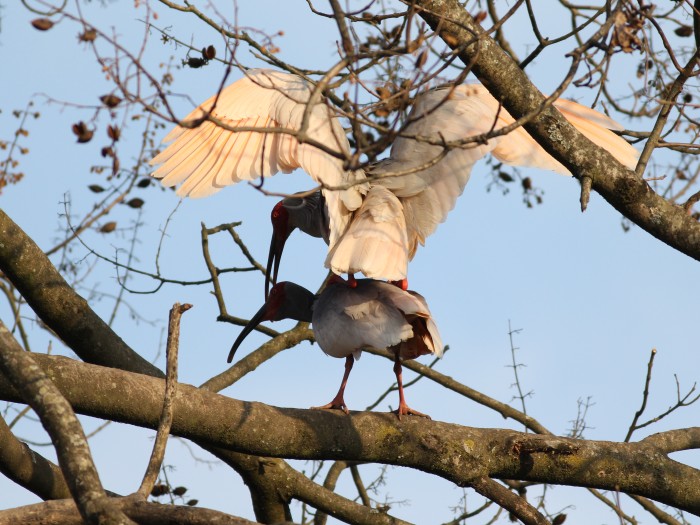 Crested Ibis 07.jpg