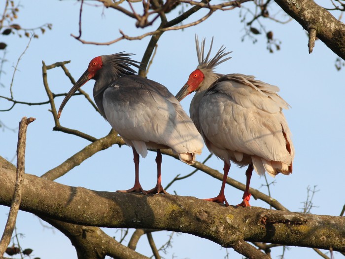 Crested Ibis 08.jpg