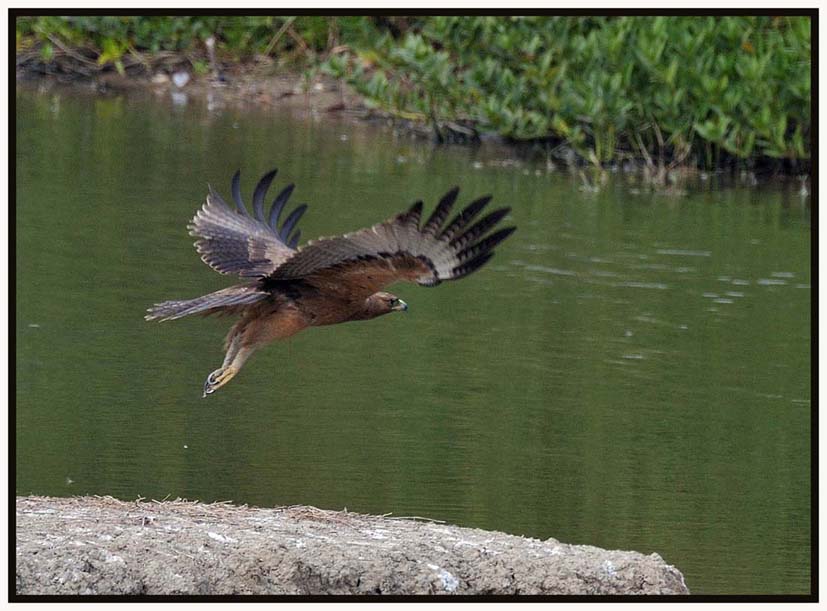 Bonelli's Eagle f.jpg