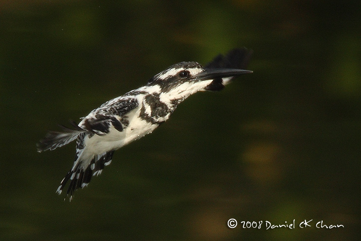 birds20080093_DCKC8716.jpg