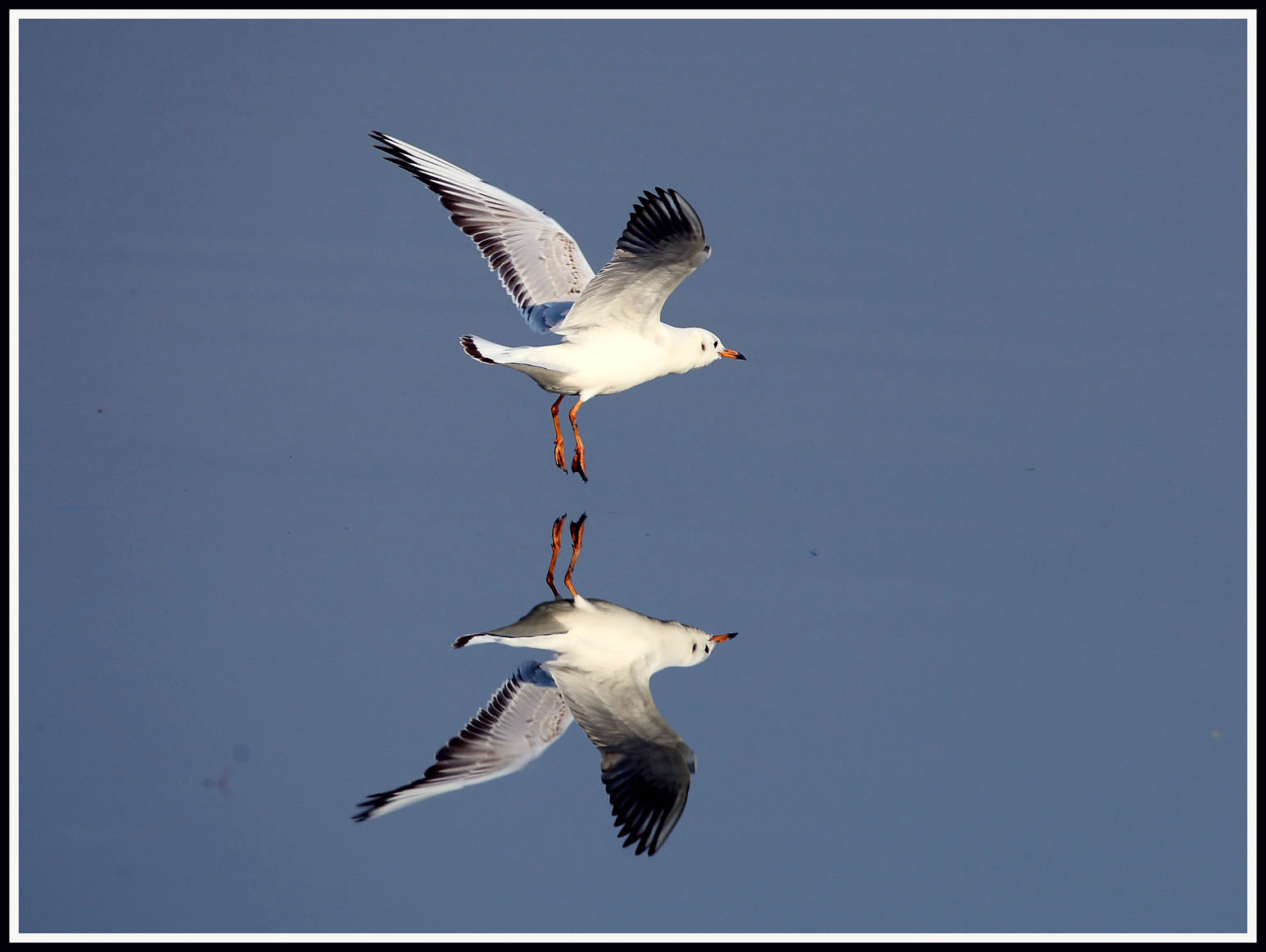 Black-headed Gull 1.jpg