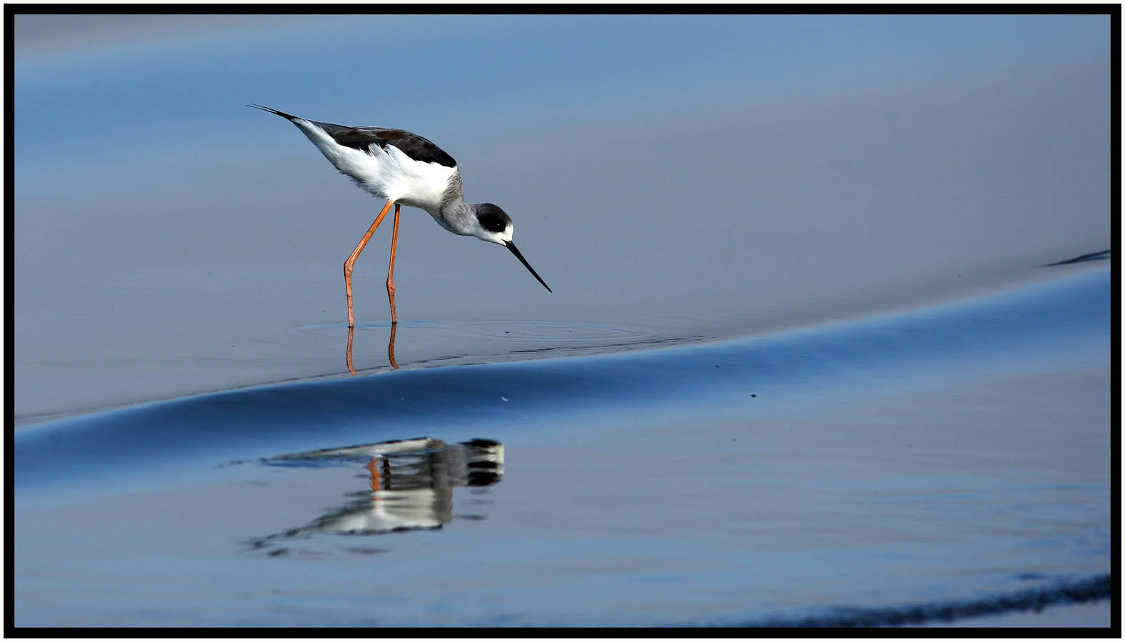 Black-winged Stilt 2.jpg