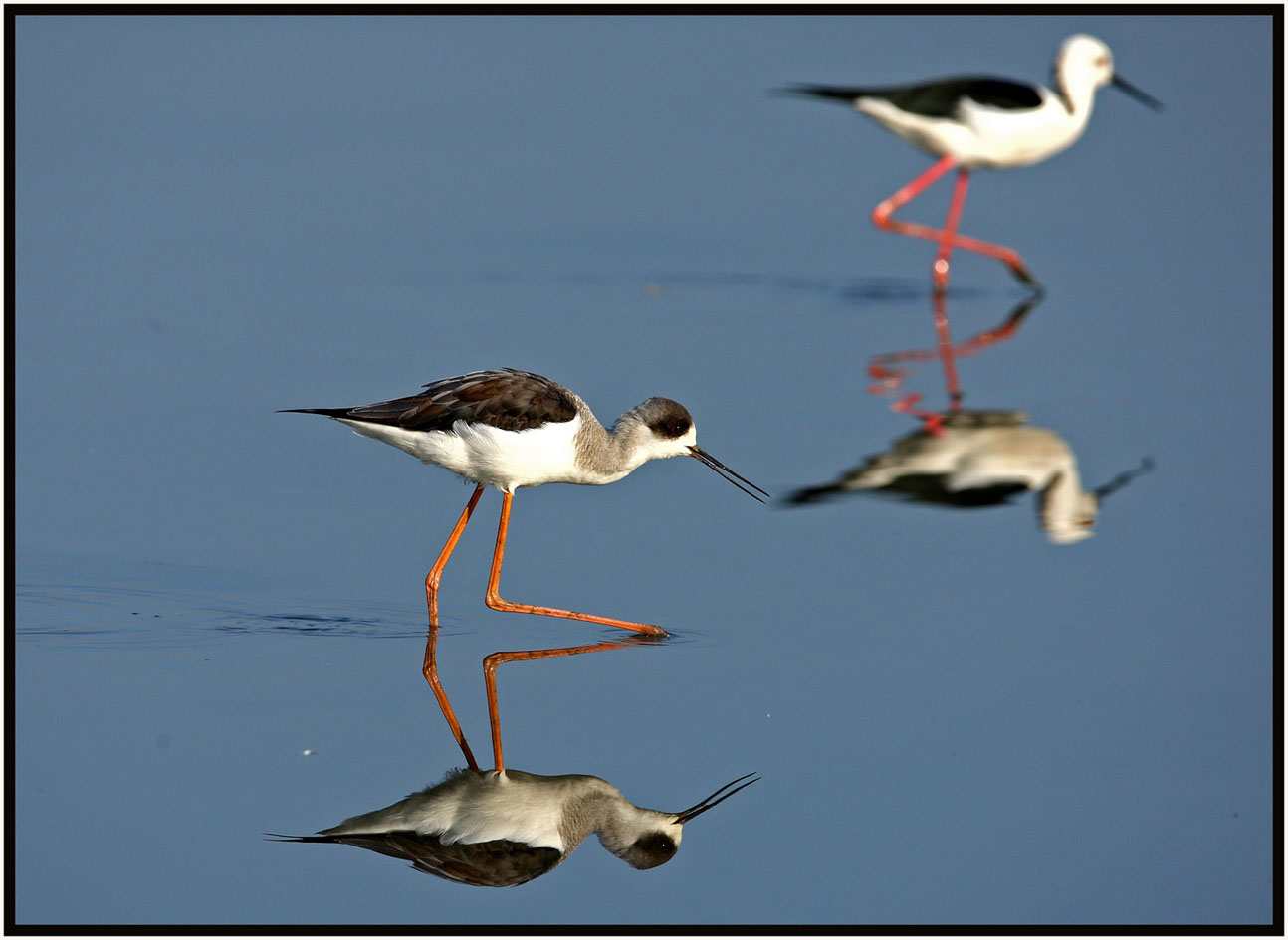 Black-winged Stilt 3.jpg