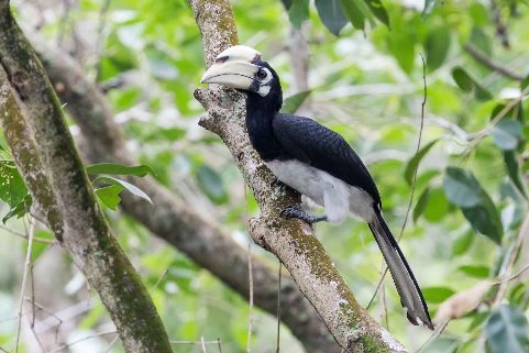 Oriental Pied Hornbill 冠斑犀鳥-06.jpg