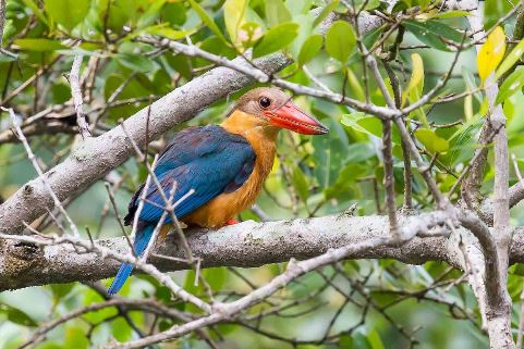 Stork-Billed Kingfisher 鸛嘴翡翠-10.jpg