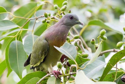 Pink-Necked Green Pigeon 紅頸綠鳩-02.jpg