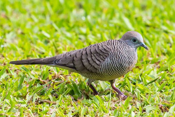 Zebra Dove 斑馬鳩.jpg