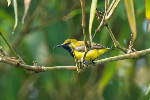 Olive-Backed Sunbird Male 黃腹太陽雄鳥-02.jpg