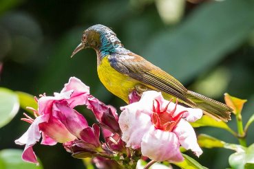 Brown-Throated Sunbird 褐喉太陽鳥-01.jpg