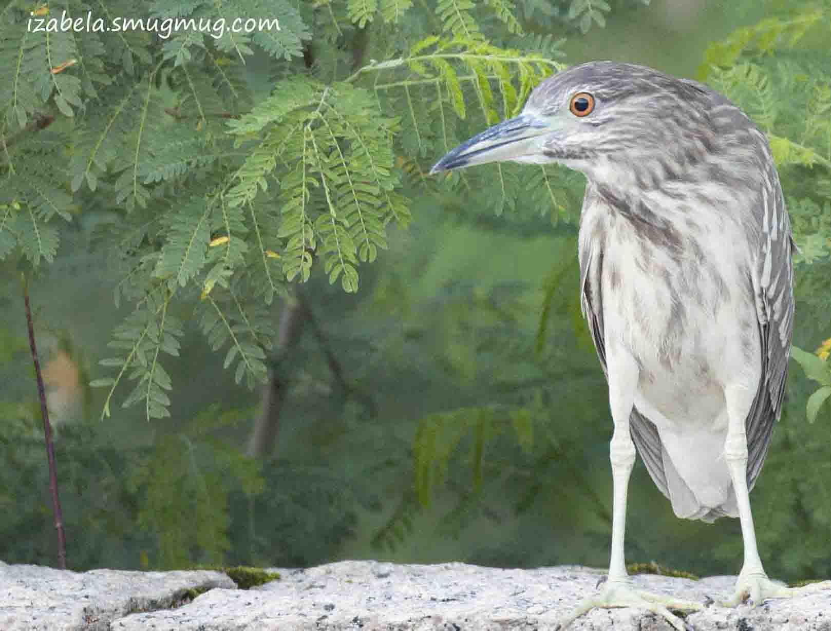 Young Night Heron 3_with logo.jpg