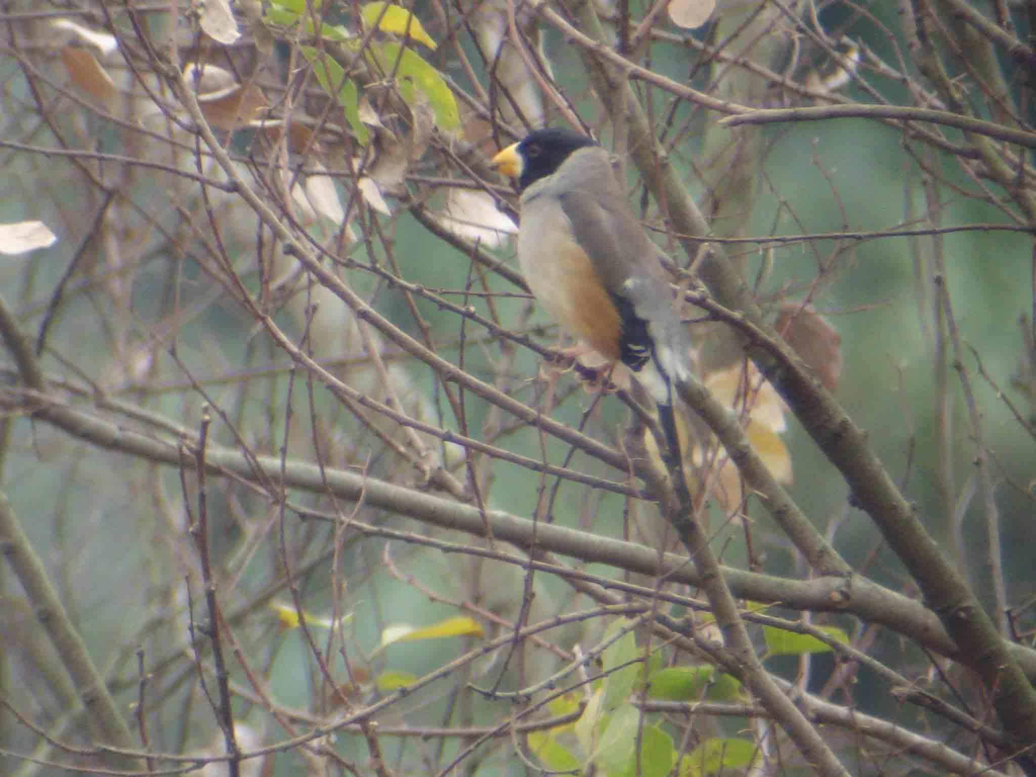 Yellow-billed Gosbeak.jpg