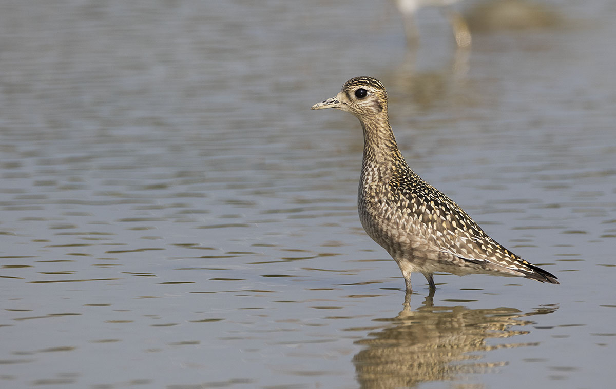 Pacific Golden Plover 875A8547.jpg