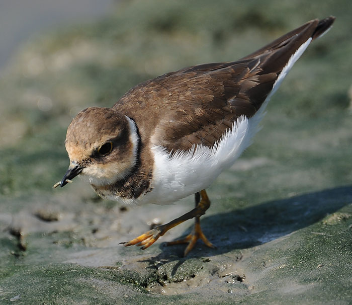 little ringed plover food DSC_0493.jpg