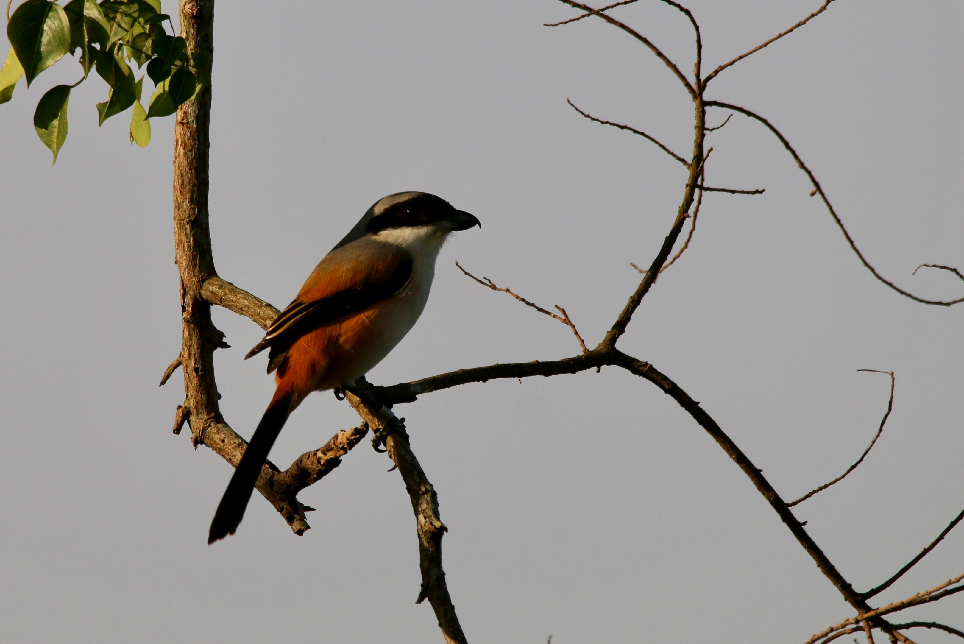 Long-tailed Shrike.jpg