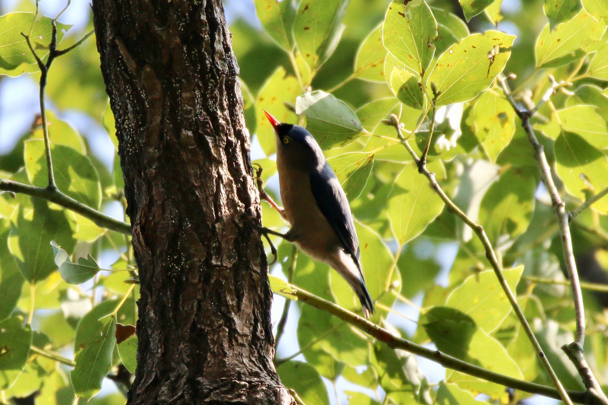 velvet-fronted nuthatch (sitta frontalis)@tai po kau HKG 16Dec'16.jpg