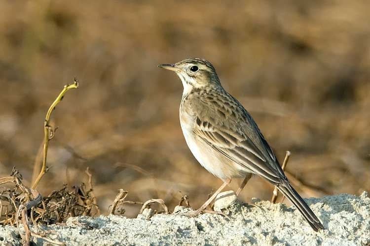 Pipit.jpg