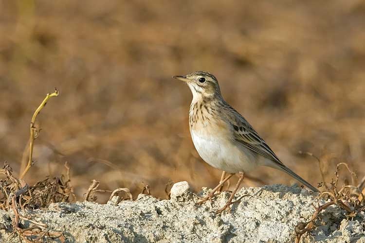 Pipit2.jpg