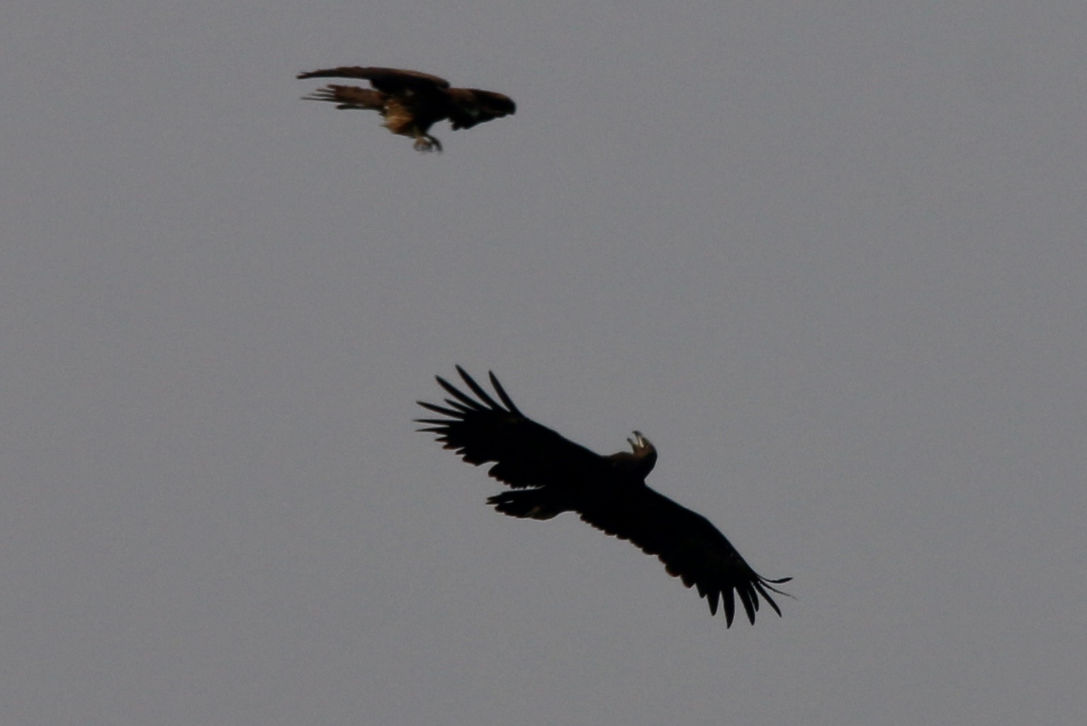 difference between eagle and kite bird