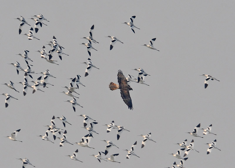 eastern marsh harrier avocets DSC_0117.jpg