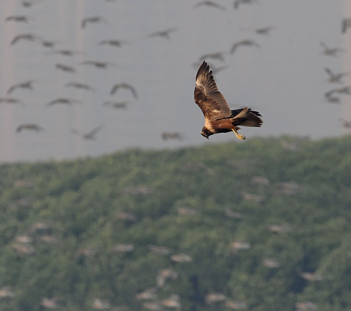 eastern marsh harrier waders DSC_0829.jpg