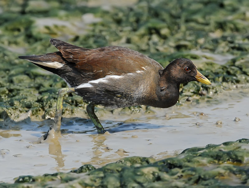 common moorhen juv DSC_9358.jpg