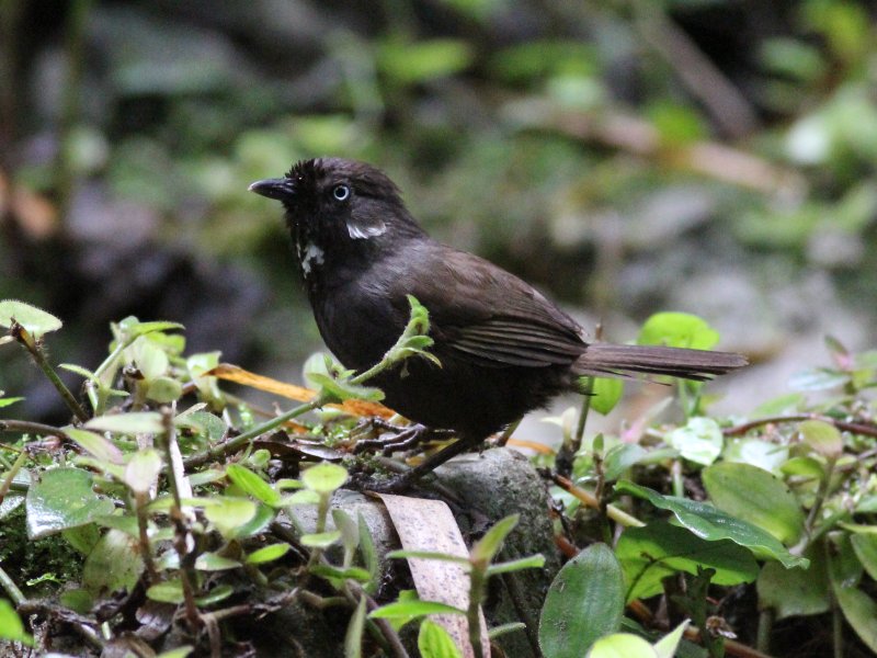 Nonggang Babbler.jpg