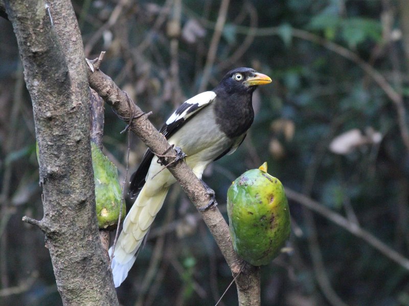 White-winged Magpie.jpg