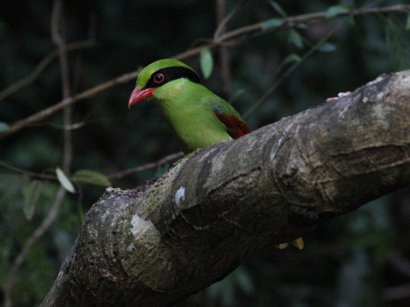 Indochinese Green Magpie.jpg