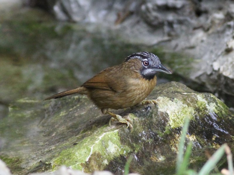 Grey-throated Babbler.jpg