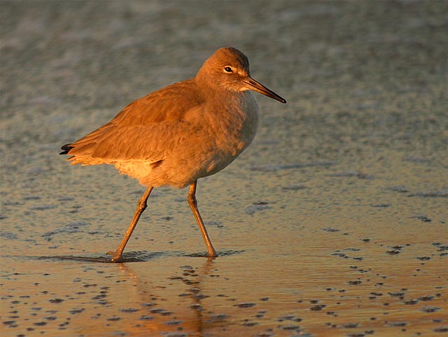 willet DSCN5442.jpg