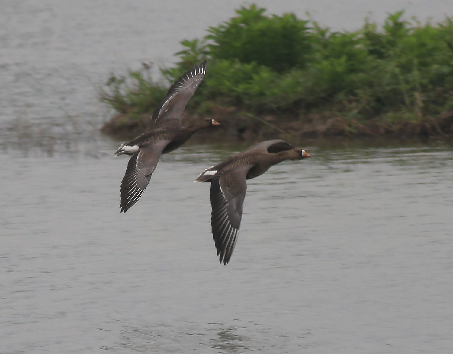 Greater White-fronted Goose 8a.jpg