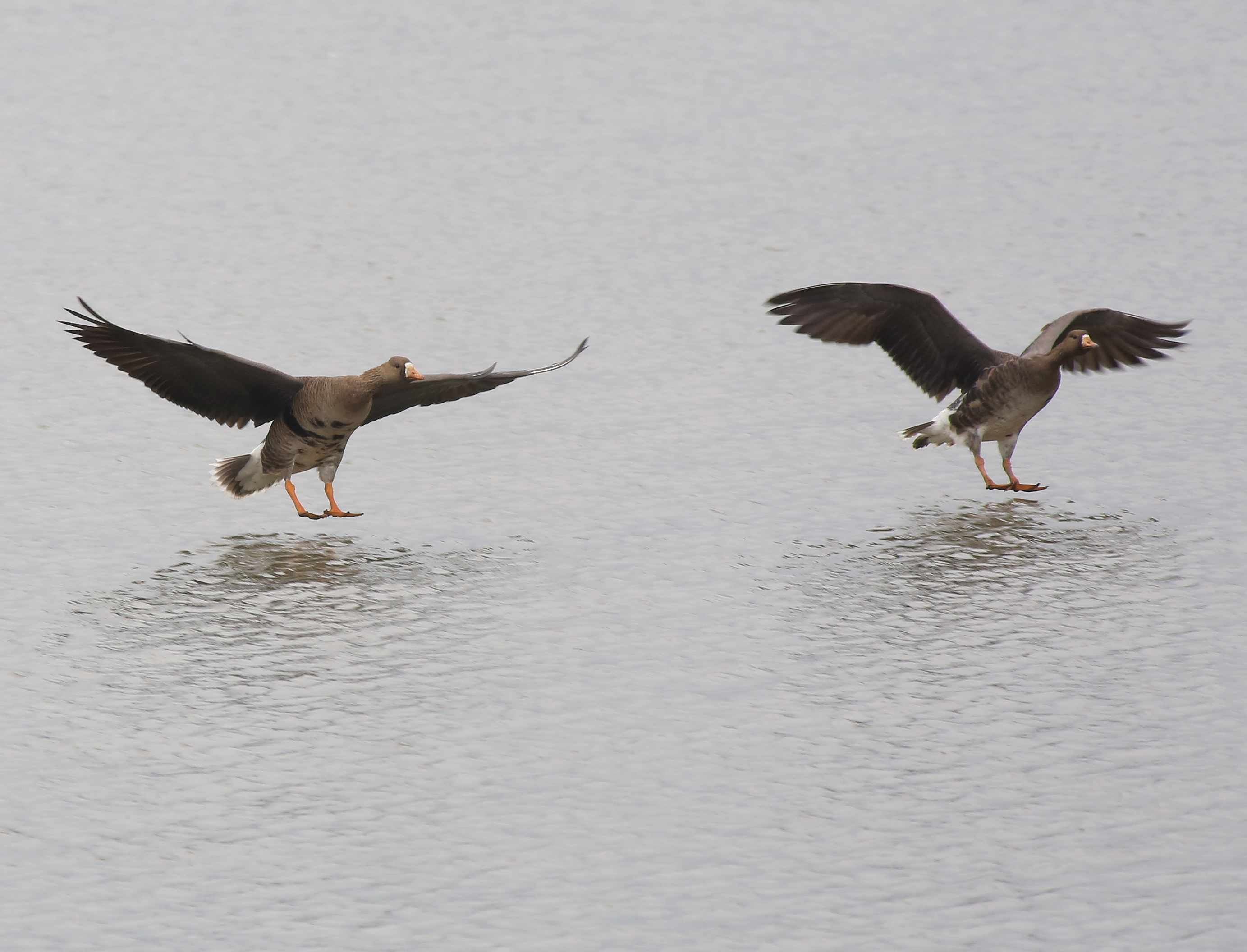 Greater White-fronted Goose 16a.jpg