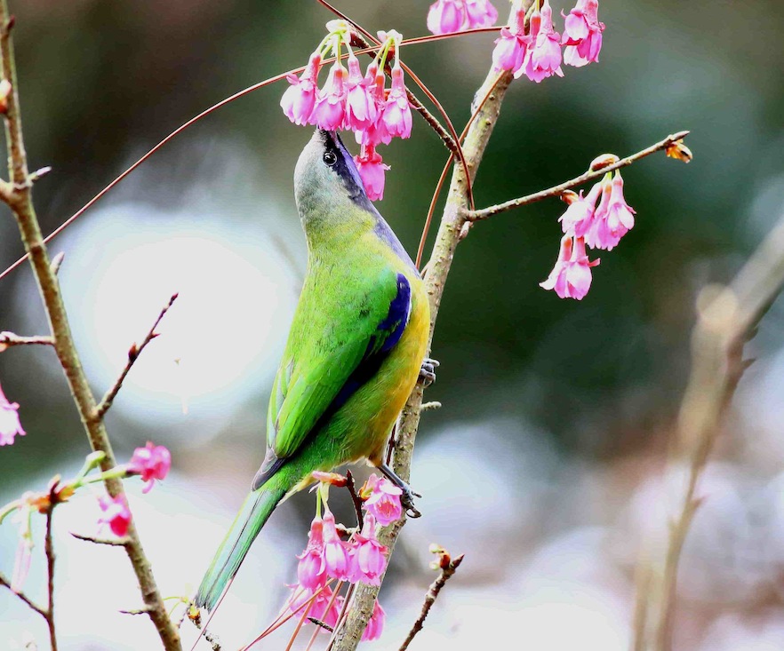 Orange-bellied Leafbird (m) 23a.jpg