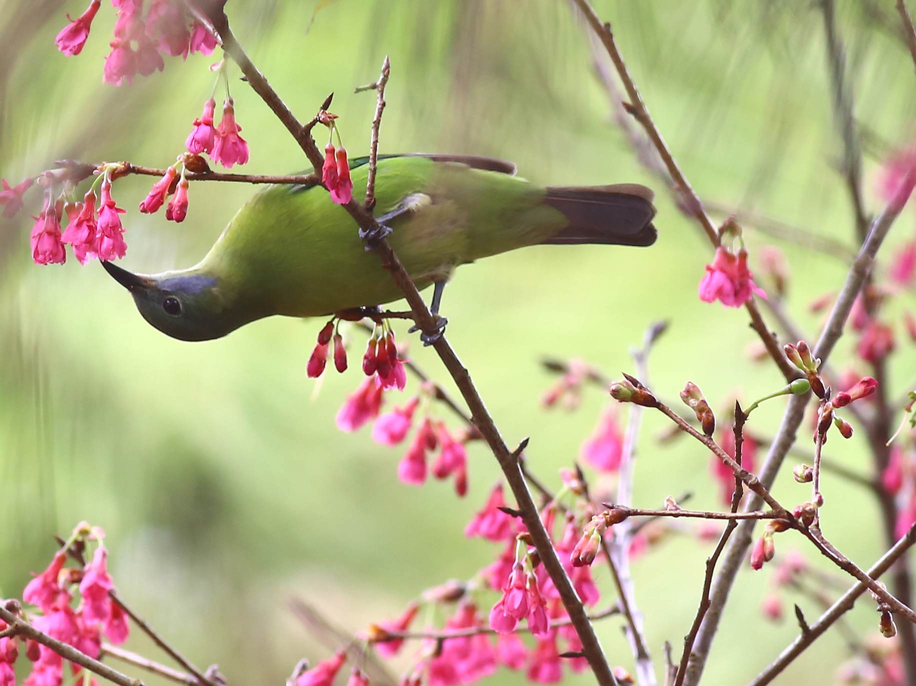 Orange-bellied Leafbird (f) 4a.jpg