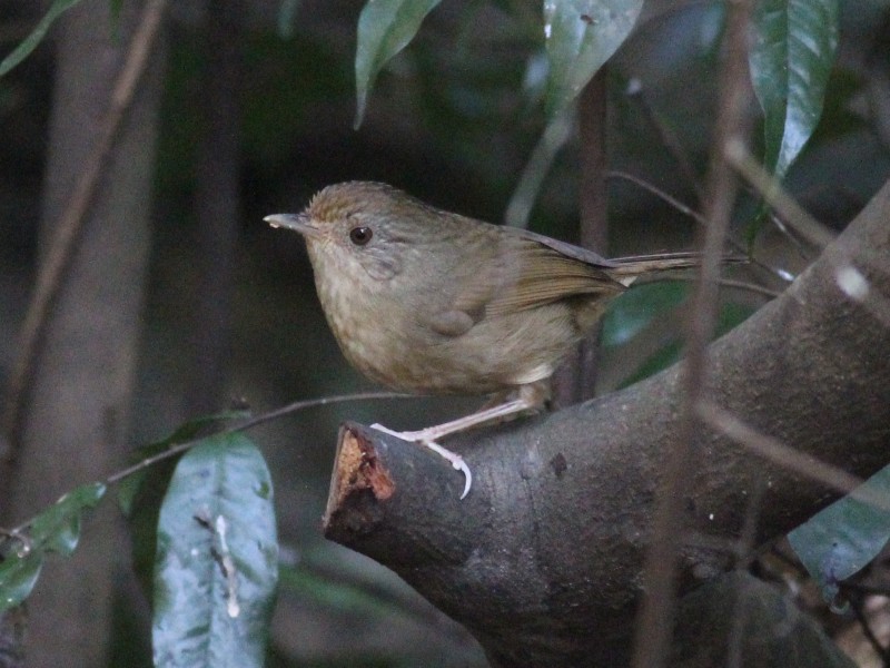 Buff-breasted Babbler.jpg