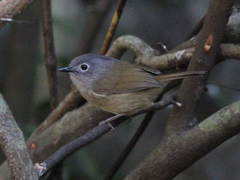 David's Fulvetta.jpg