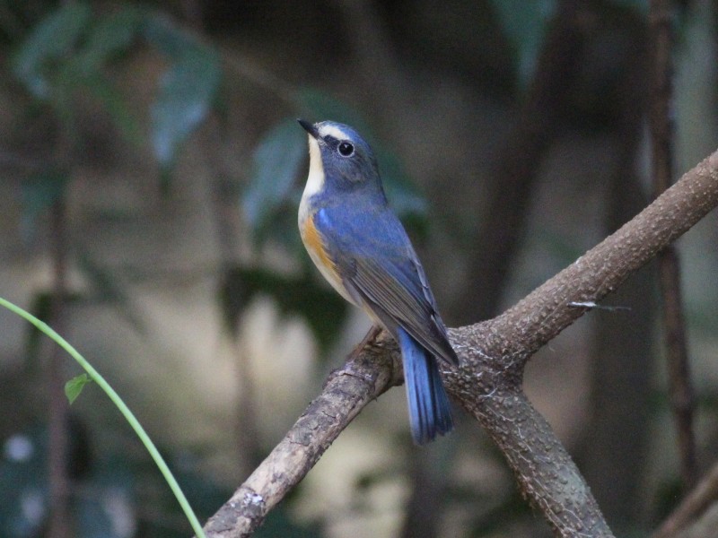 Red-flanked Bluetail [m].jpg