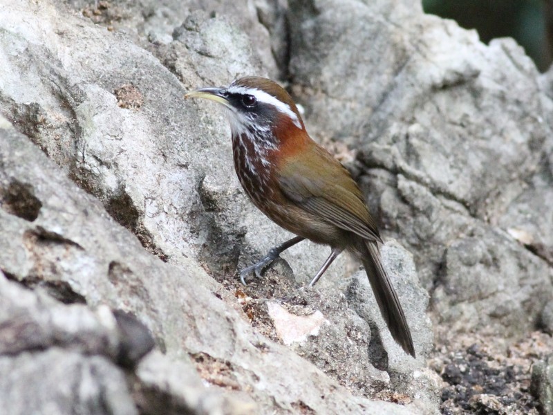 Streak-breasted Scimitar Babbler.jpg