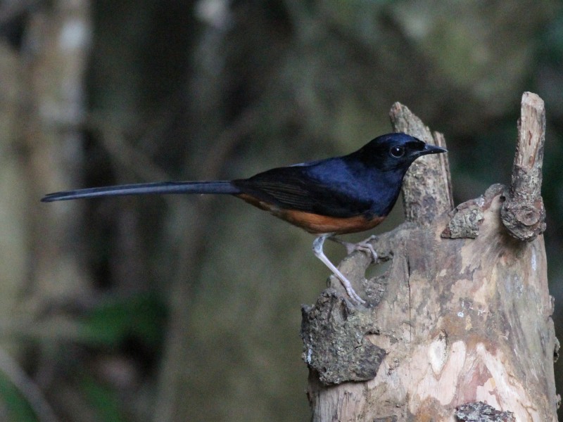 White-rumped Shama [m].jpg