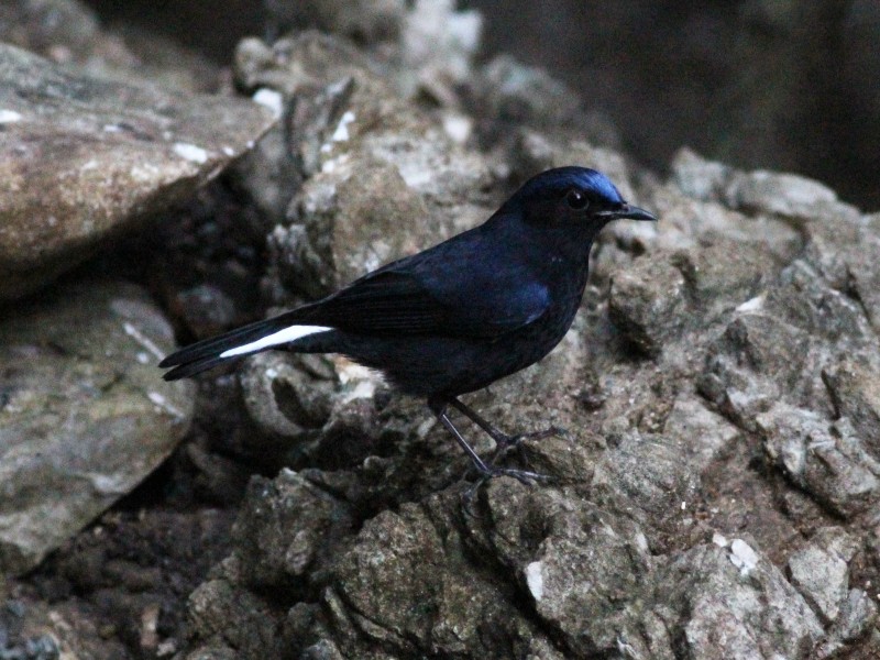 White-tailed Robin [m].jpg