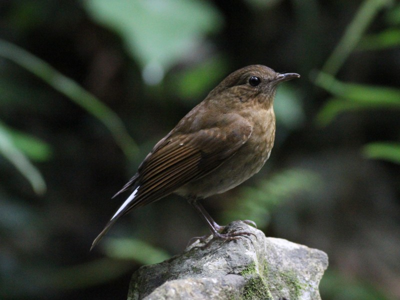 White-tailed Robin [f].jpg