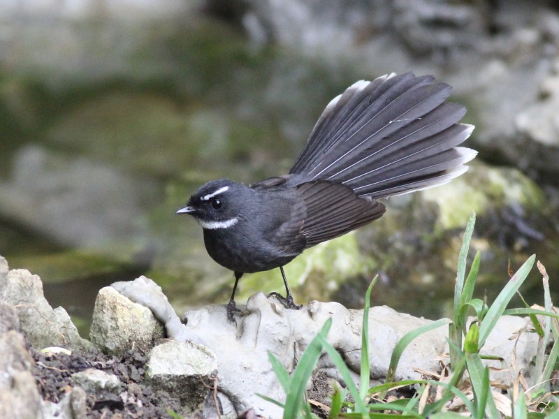 White-throated Fantail.jpg