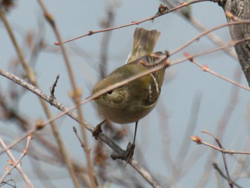 Greenish Warbler.jpg